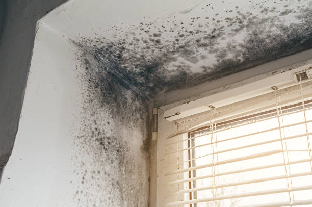 Affordable Commercial Mold Remediation solutions in Zarephath, NJ